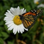 daisy butterfly